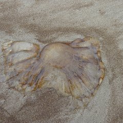 GirlsWildCat 052 : GirlsWildCat